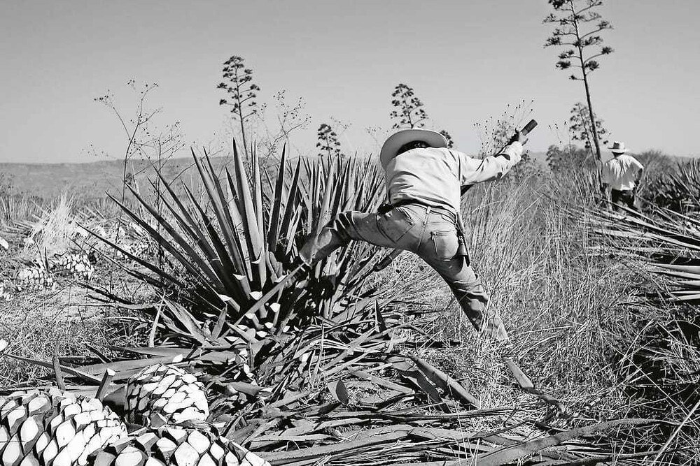 © thinkstock
Mexikanische Farmer bei der Agavenernte Mexikanische Farmer bei der Agavenernte