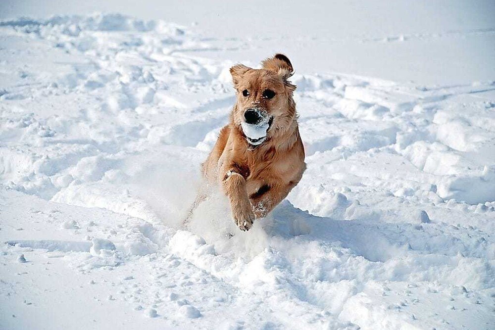 © Hotel Riederhof
Hunde lieben Schnee Hunde lieben Schnee