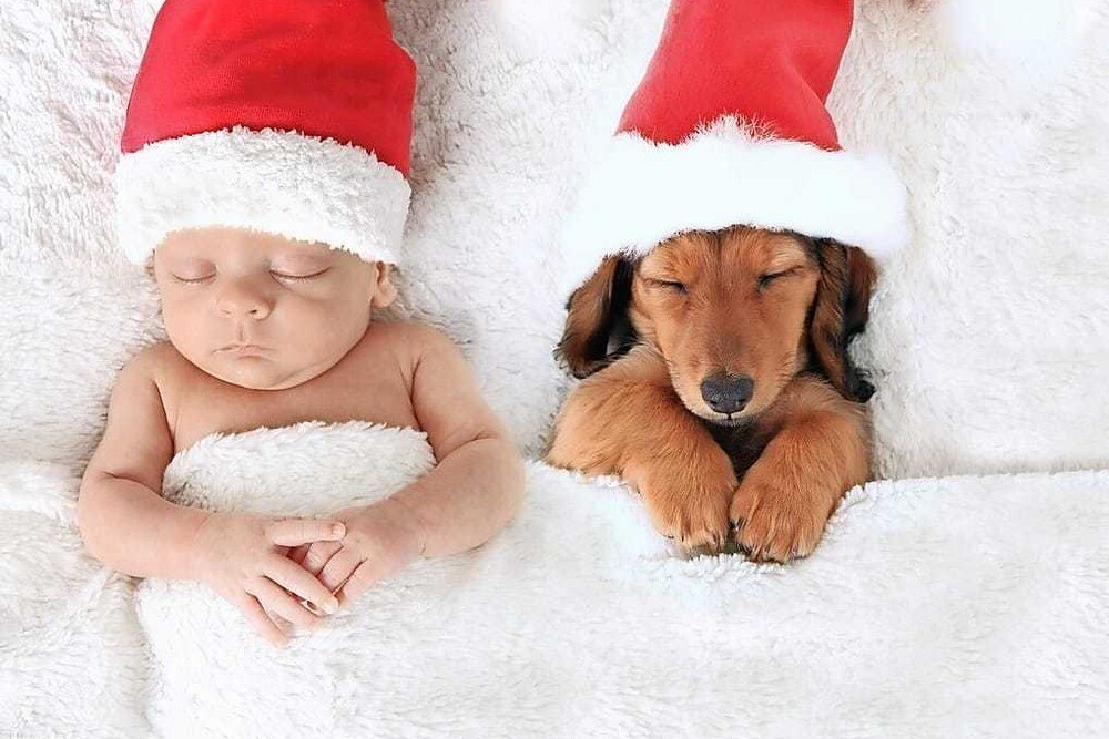 © Veganer Weihnachtsmarkt
Man kann es mit der Tierliebe auch übertreiben Man kann es mit der Tierliebe auch übertreiben