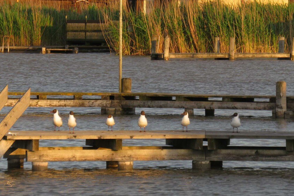 Personal Space Birds.
© Elisabeth Oberzaucher Personal Space Birds.
