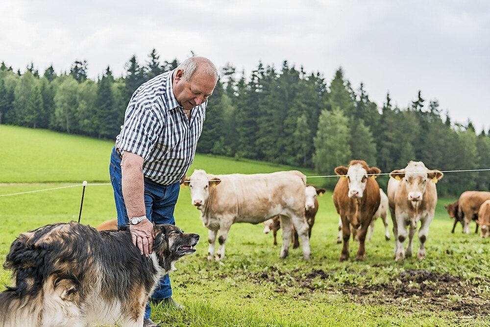 © Transgourmet
Franz Kaltenberger aus dem Mühlviertel ist seit mehr als 30 Jahren Landwirt. 2002 stellte er den Hof von Milchvieh auf Rindermast um. 35 Tiere auf 20 Hektar Weideland - da bleibt viel Platz zum Auslaufen. Franz Kaltenberger aus dem Mühlviertel ist seit mehr als 30 Jahren Landwirt. 2002 stellte er den Hof von Milchvieh auf Rindermast um. 35 Tiere auf 20 Hektar Weideland - da bleibt viel Platz zum Auslaufen.