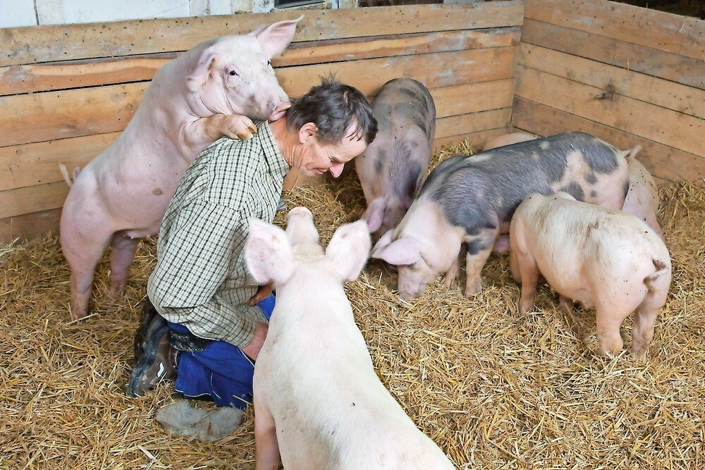 © Hörtnagl
Auch so kann man Schweine halten. Tun leider viel zu wenige Bauern. Auch so kann man Schweine halten. Tun leider viel zu wenige Bauern.