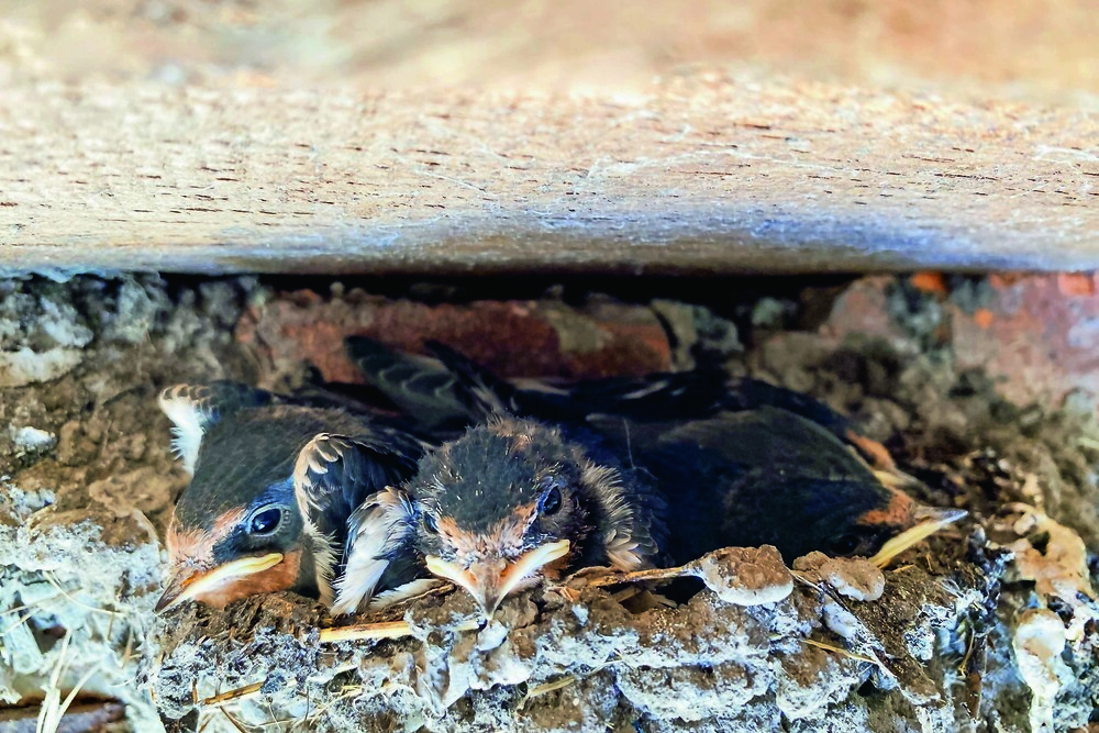 © Getty Images Zwischen März und September finden sich Brutplätze von Vögeln auch in vielen Nischen von Gebäuden. Bei Bauarbeiten sollte darauf Rücksicht genommen werden.