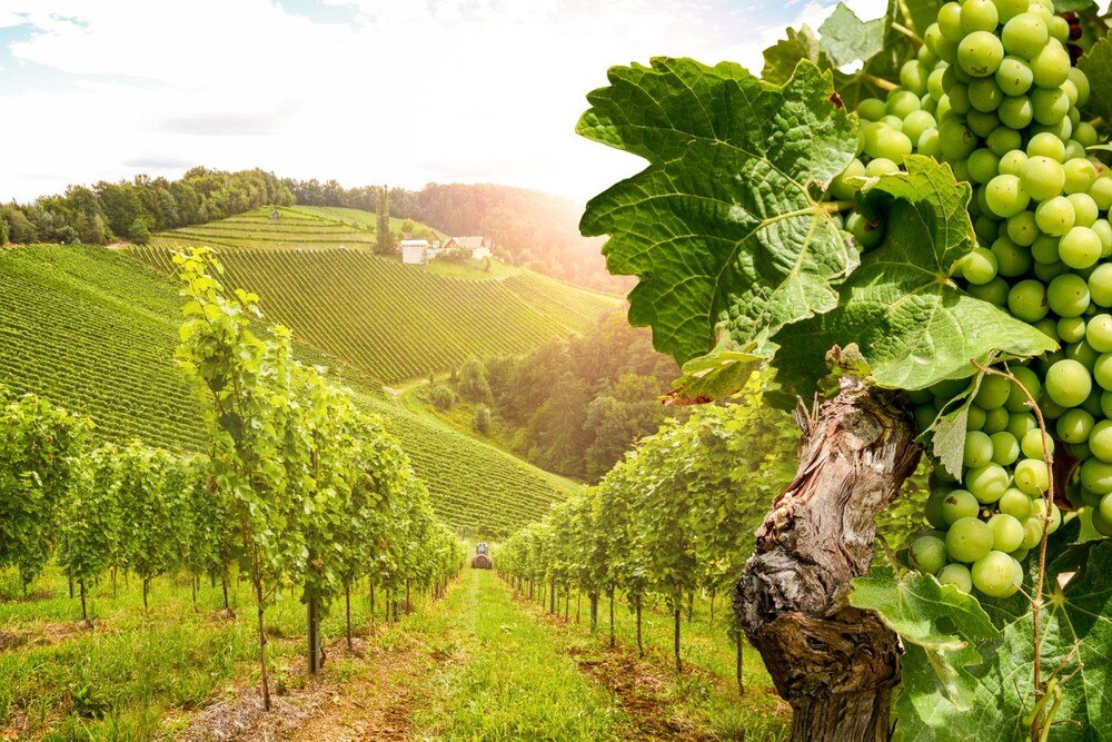 © Getty Images / ah_fotobox
Ein Weinberg in der Steiermark (Symbolfoto).
Ein Weinberg in der Steiermark (Symbolfoto).