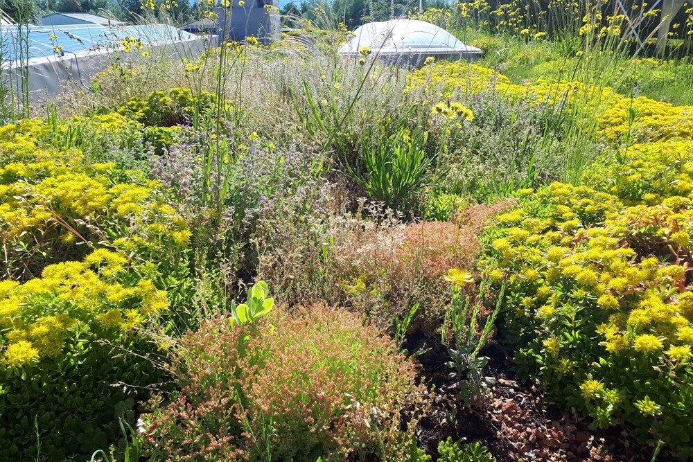 Gründächer sorgen für natürliche Retention.