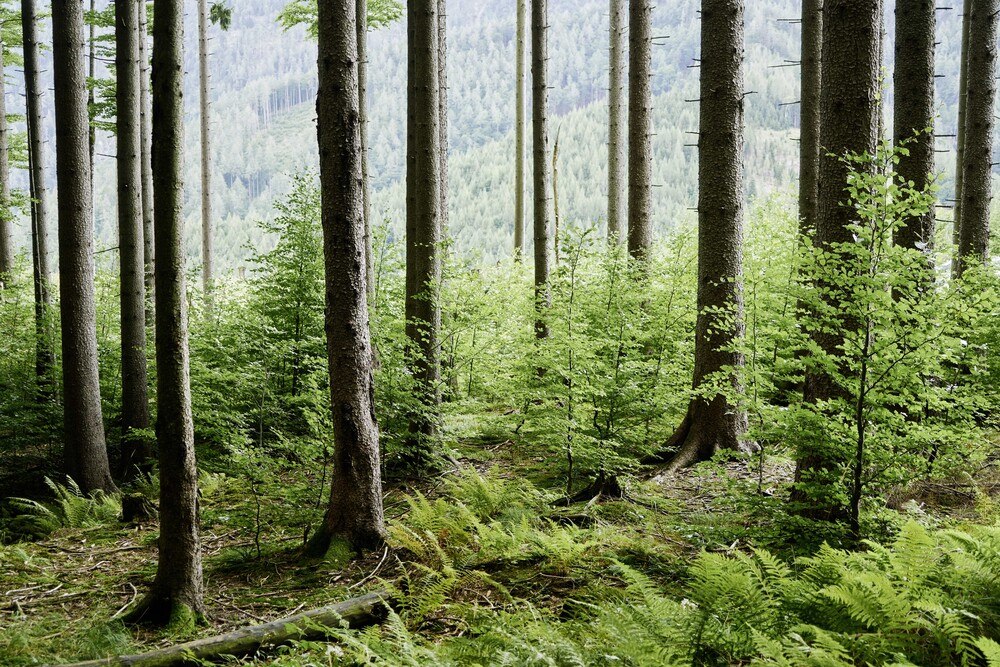 © Mark Glassner / ÖBf Wald