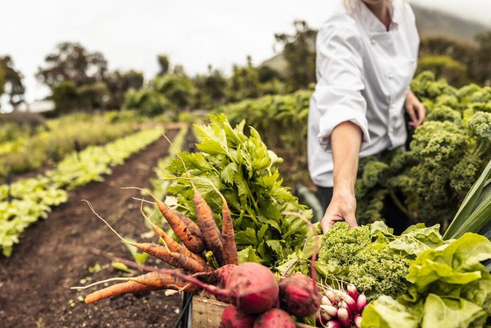 © iStock / Getty Images Plus / jacoblund Eine Köchin erntet frisches Gemüse