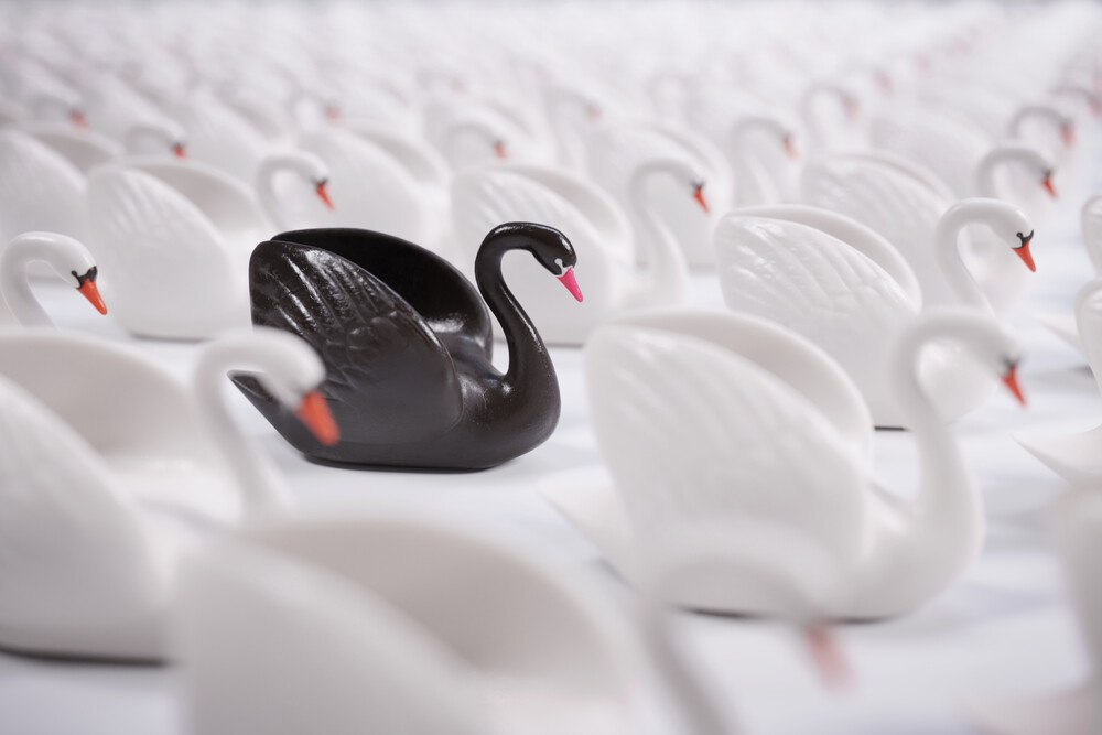© Martin Nancekievill / iStock / Getty Images Plus via Getty Images Schwarzer Schwan