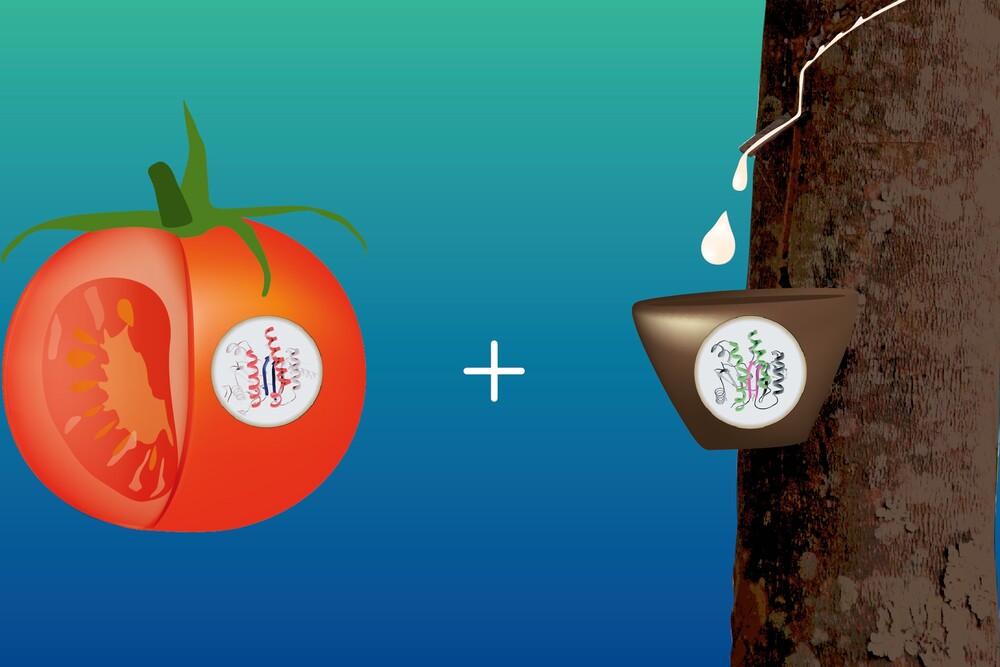 © Falken Tomatenenzyme als neue Reifentechnologie