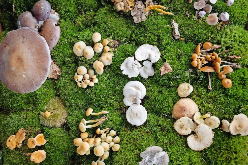 © Anna Stöcher Pilze auf einem Waldboden