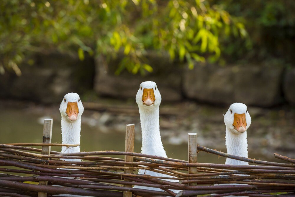© iStock / Getty Images Plus / Say-Cheese Gänse lugen aus einem Weidekorb