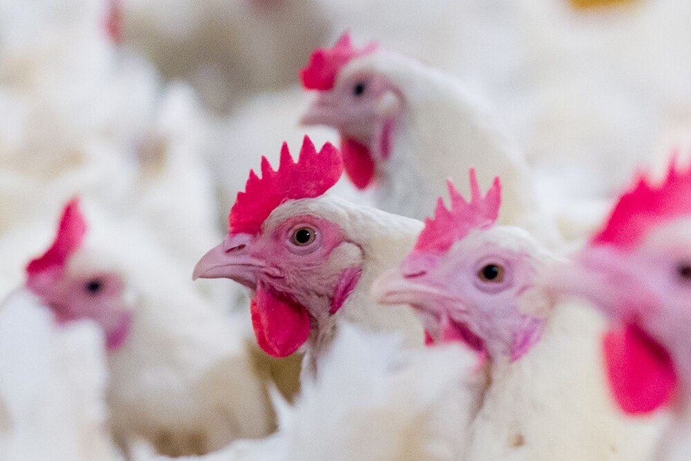 © iStock / Getty Images Plus / chayakorn lotongkum Hühner