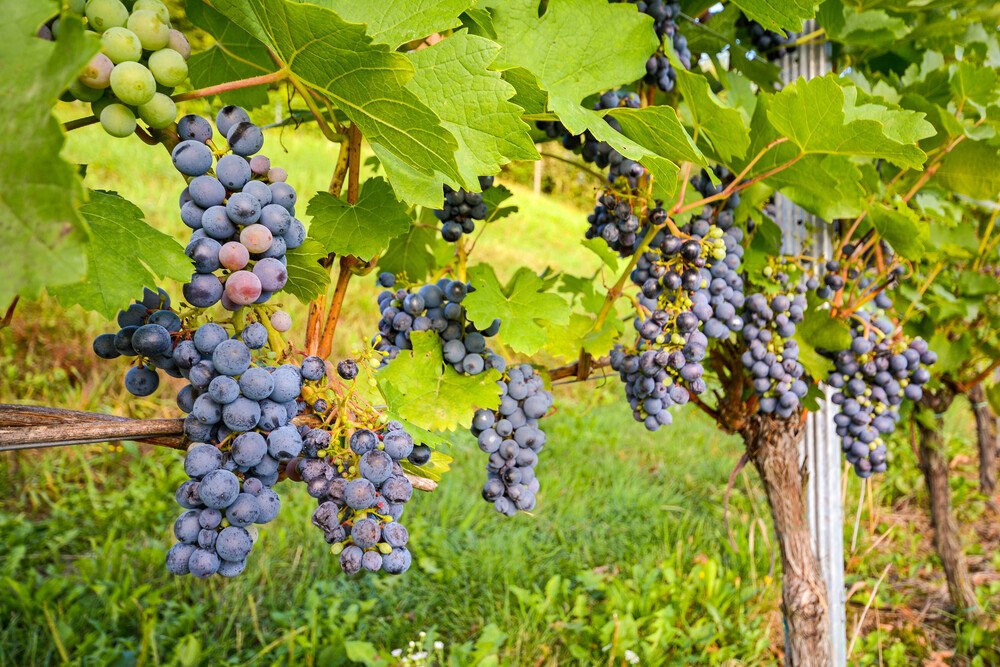 © ah_fotobox / iStock / Getty Images Plus Wein