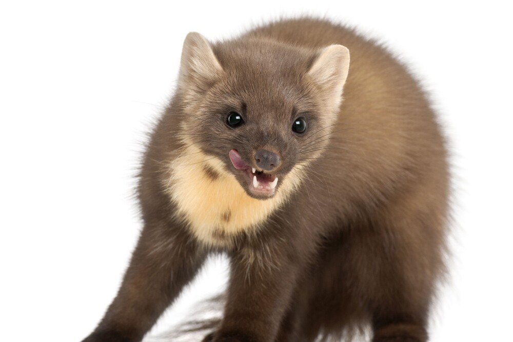 © GlobalP / iStock / Getty Images Plus / Getty Images
Steinmarder fechten Revierkämpfe aus.
Steinmarder fechten Revierkämpfe aus