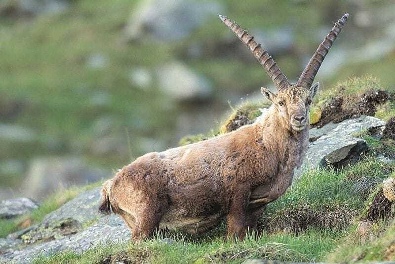 Berühmt sind Gulasch und Ragout vom Steinwild. Auch der in Lech erzeugte Steinbockschinken ist hervorragend.