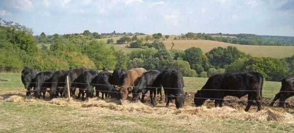 Das Fleisch stammt von der Bio-Farm Mitterberg im slowakischen Cerovo.