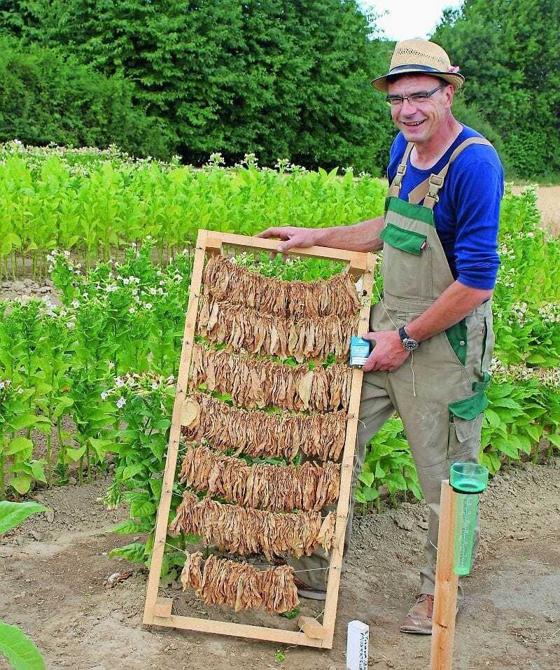 Auf selbstgebauten Rahmen trocknet der erste Teil der Ernte - Orienttabak aus dem Weinviertel.