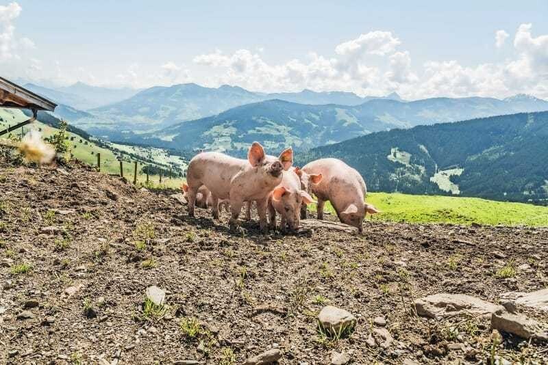 © Kochart Glückliche Schweine auf der Holzalm.