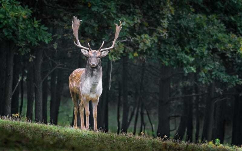 Wild ist als Spezialität im Herbst in der Gastronomie etabliert.
