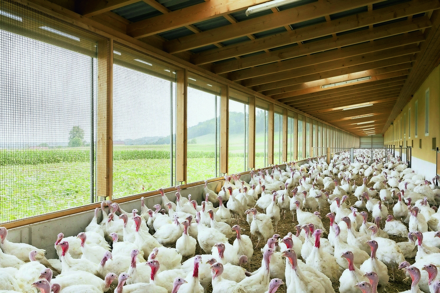 Sonnenputen aus Österreich mit Tierwohlgarantie