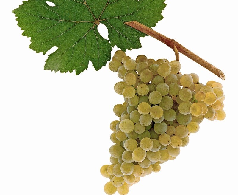© ÖWM / Peter Oberleithner - Grüner Veltliner