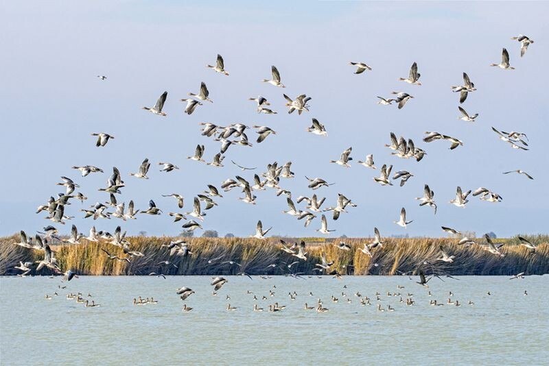 © Getty Images / Franz Schallmeiner Die Idylle ist trügerisch. Am Neusiedlersee gibt es Ärger.