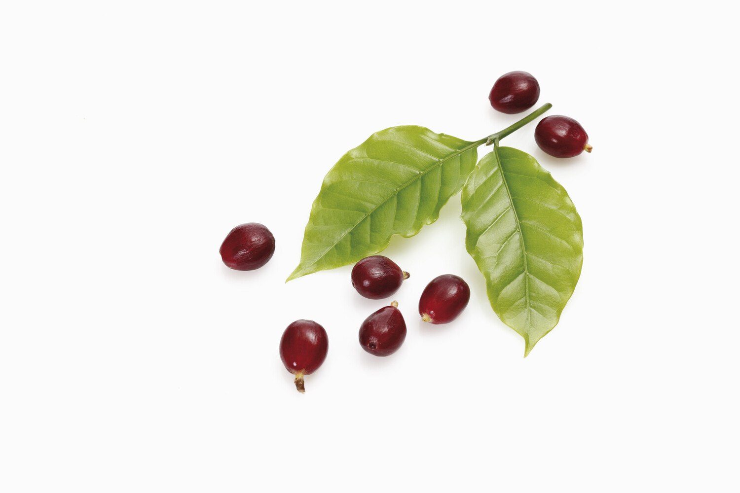 © Tuned_In/ iStock / Getty Images Plus Bei der Peaberry steckt nur eine Bohne in der Kirsche.
