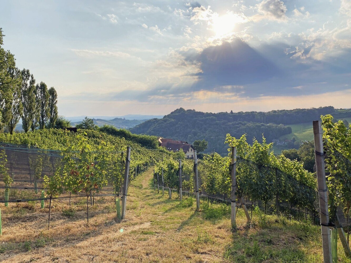 Blick auf den Sattlerhof in Gamlitz - durch einen pittoresken Weinberg hindurch