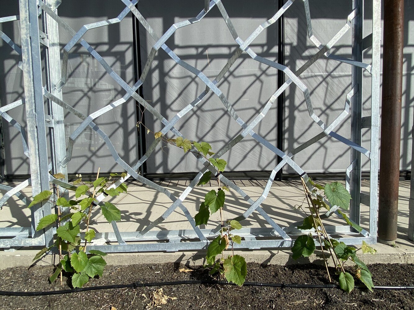 Projekt GLASGrün