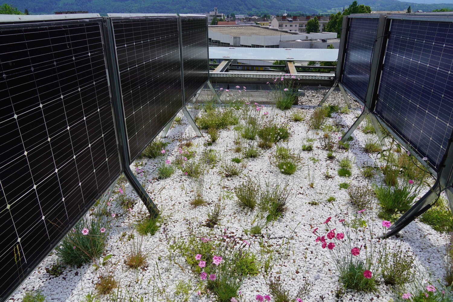 Mehrwertorientierte Dachflächennutzung: Photovoltaik-Anlage in Kombination mit Dachbegrünung.