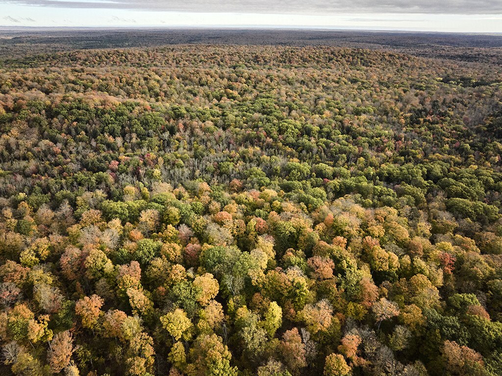 amerikanische Rot-Eiche Herbstfärbung