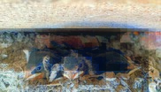 Zwischen März und September finden sich Brutplätze von Vögeln auch in vielen Nischen von Gebäuden. Bei Bauarbeiten sollte darauf Rücksicht genommen werden.