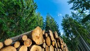 Holzscheite im Wald