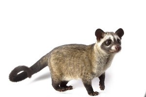 © dwi septiyana / iStock / Getty Images Plus Die indonesische Schleichkatze sorgt für den Kopi Luwak-Kaffee.
