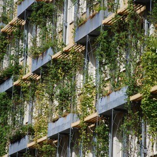 Troggebundene Fassadenbegrünung: Kletterpflanzen beschatten das Gebäude im Sommer und kühlen es natürlich.