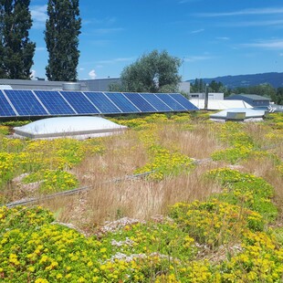 Dachbegrünungen sind eine gute Schutzlage für eine lange Lebensdauer eines K3-Daches.