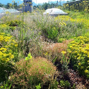 Gründächer sorgen für natürliche Retention.