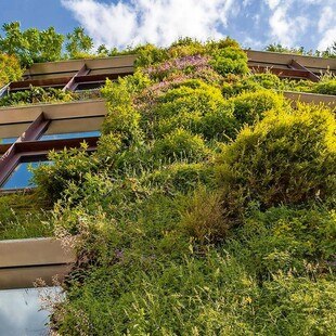 Fassadenbegrünungen