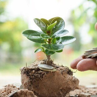 Geldmünzen auf einer Pflanze