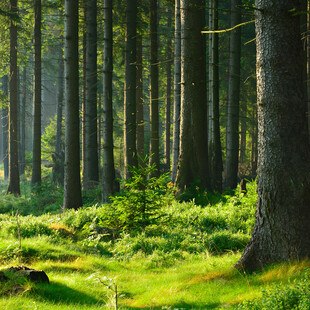 © avtg / iStock / Getty Images Plus der Wald braucht den Manschen nicht