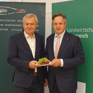 © LKÖ Jung-Leithner Weinernte