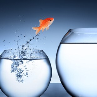 © RomoloTavani iStock / Getty Images Plus Goldfisch springt von kleinem in größeres Aquarium